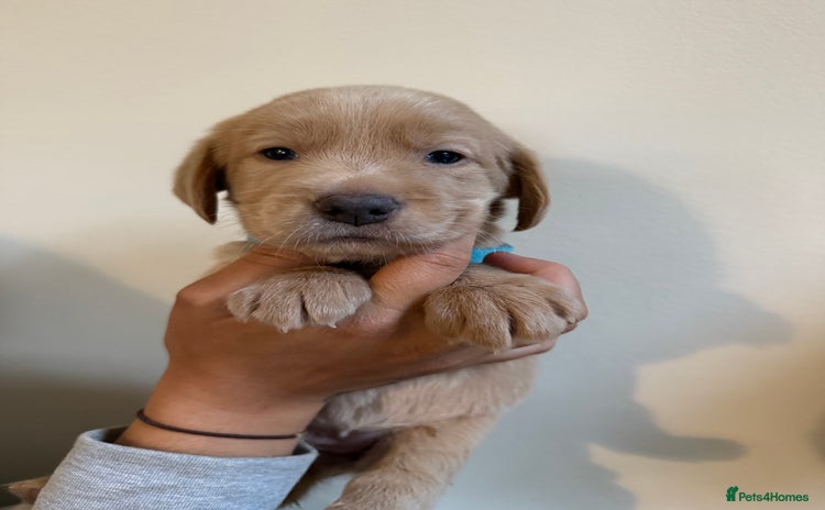 Labrador Retriever dogs - Advert 3