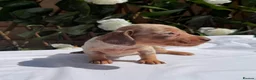 Miniature Dachshund dogs for sale: BEAUTIFUL TINY MINIATURE DASCHUNDS DAPPLE KC  - Advert 19
