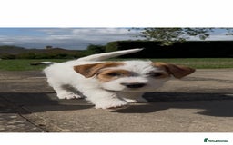 Jack Russell dogs for sale: 3 Beautiful Jack Russel Puppies  - Image 4