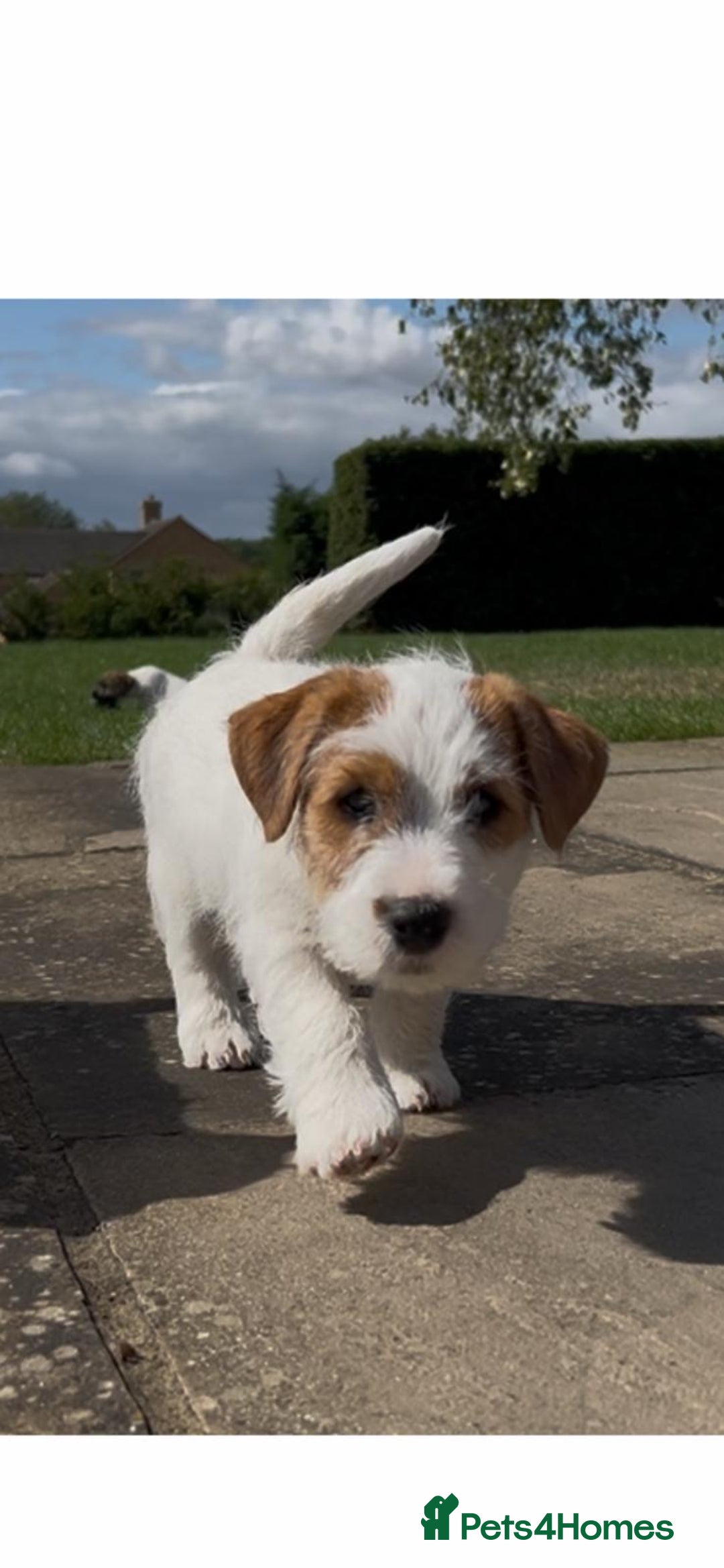 Jack Russell dogs for sale: 3 Beautiful Jack Russel Puppies  - Image 4