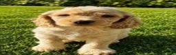 Cocker Spaniel dogs for sale: Ready Tuesday 27th Oct Cocker Spaniel Puppies  - Advert 4