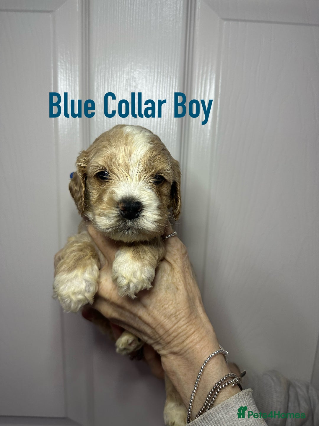 Cockapoo dogs for sale: Cockerpoo puppies  - Advert 11