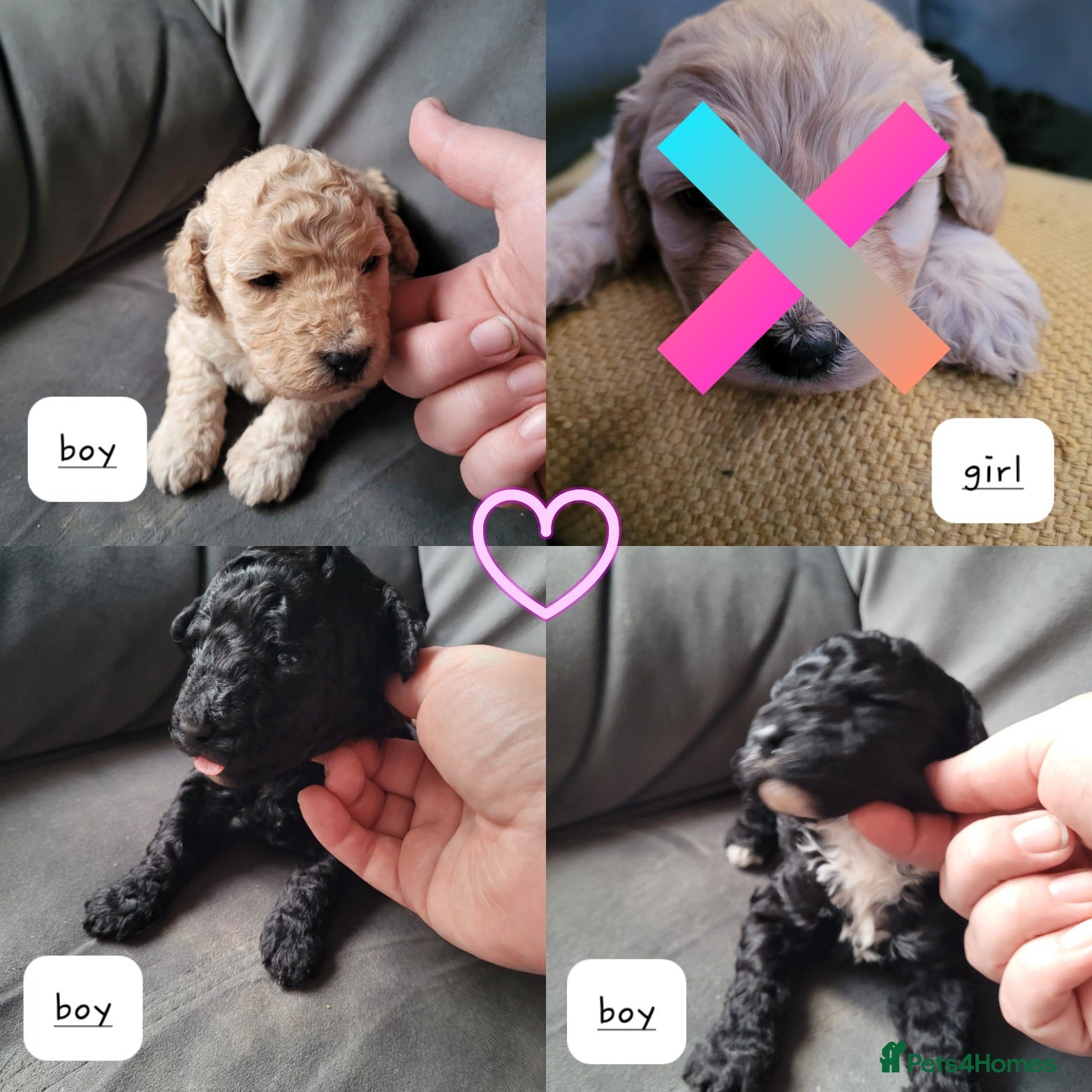 Cockapoo dogs Cockapoo puppies 💝  - Advert 12