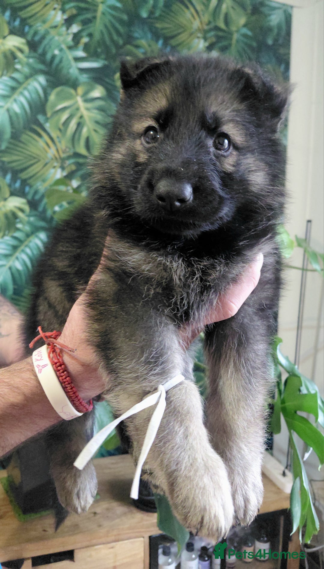 German Shepherd dogs for sale: German shepherd puppies - Advert 14