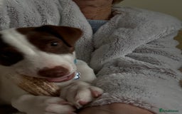 Jack Russell dogs for sale: 1 jack Russell - Image 1