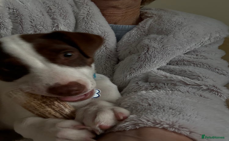 Jack Russell dogs - Advert 1