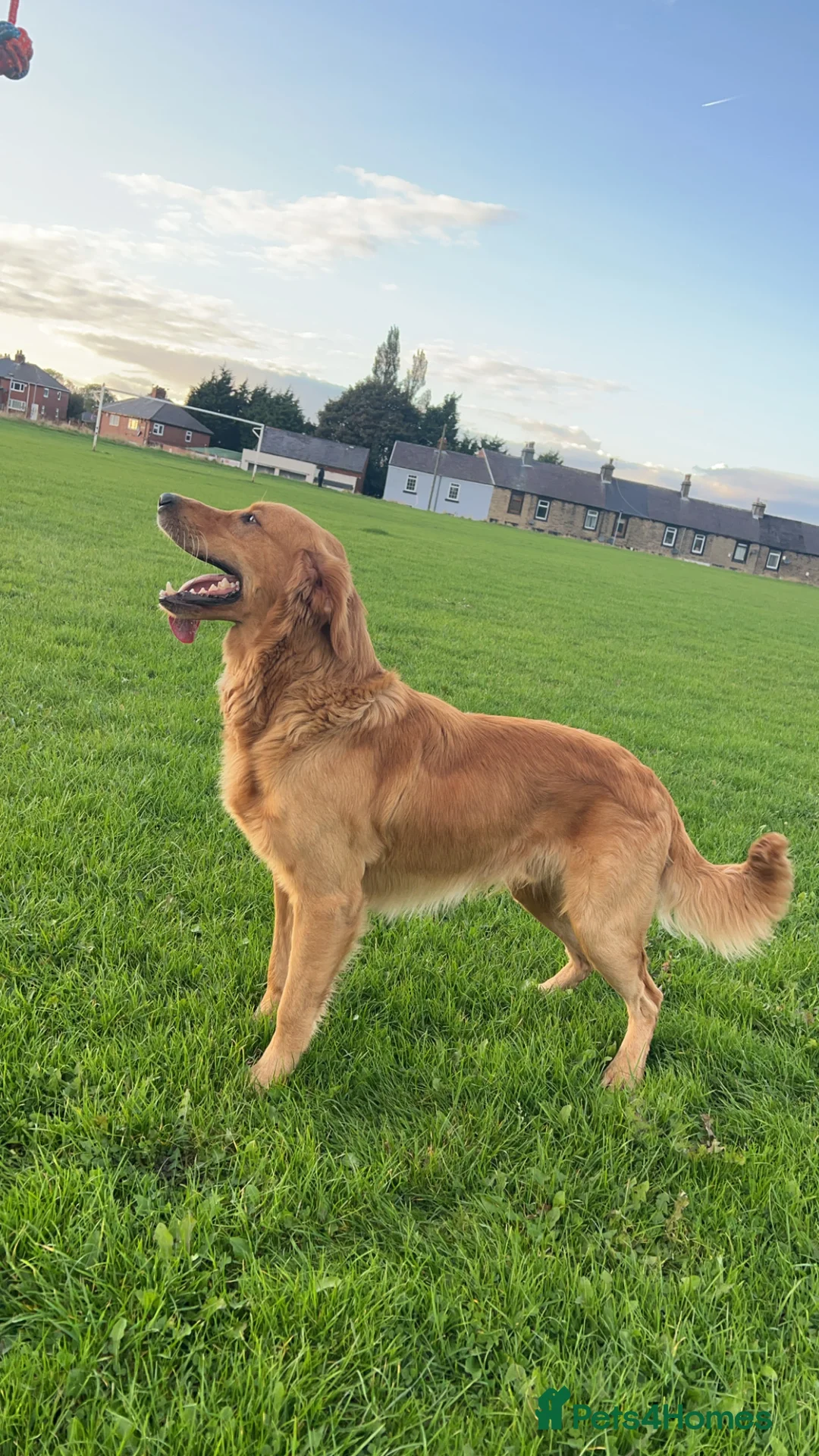 Golden Retriever dogs for stud: Hip & elbow scored health tested proven stud boy  in Barnsley - Advert 12