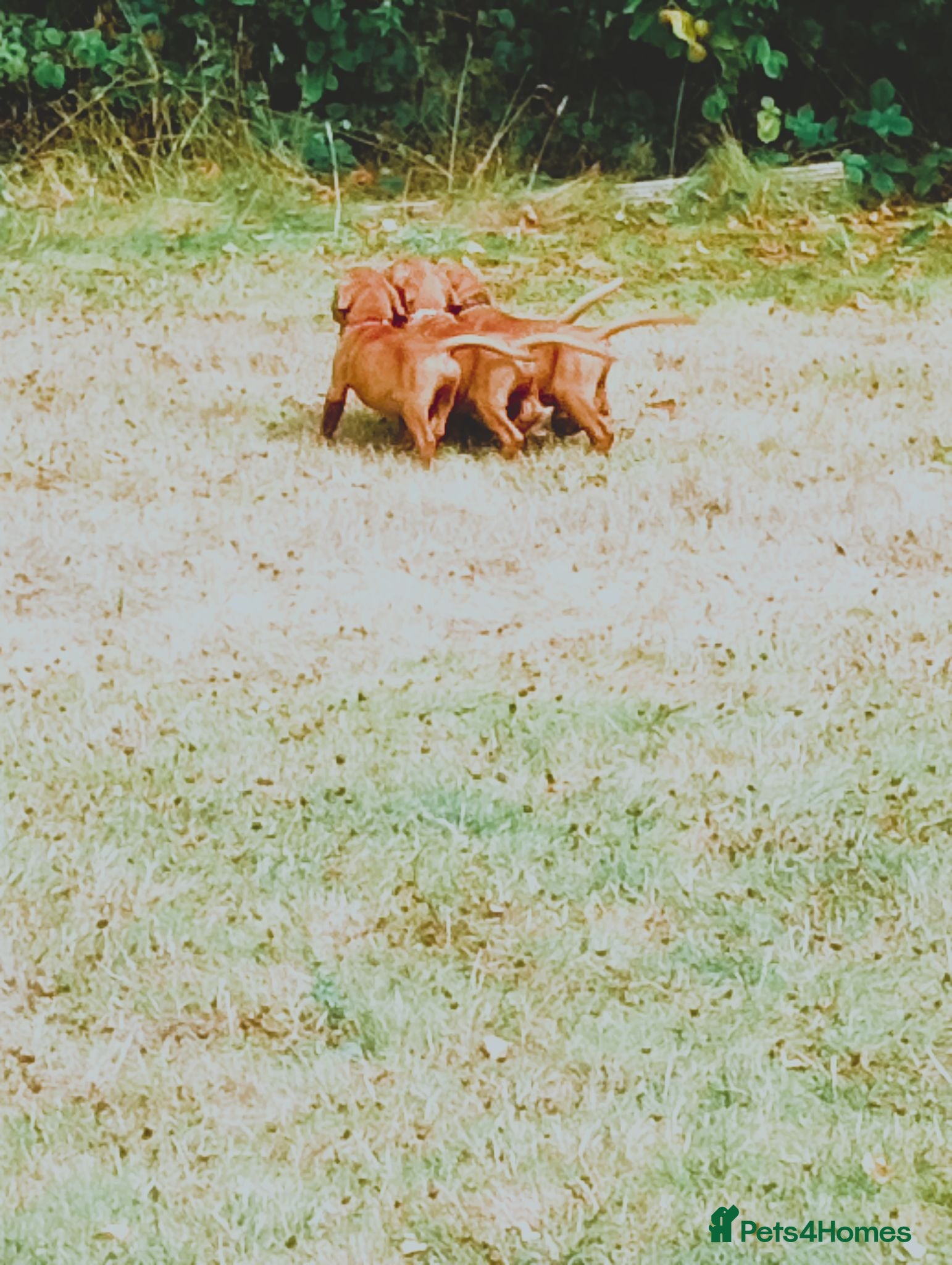 Labrador Retriever dogs Fox red labradors - Advert 2