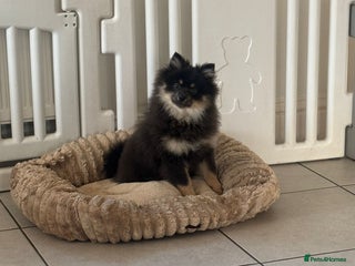 Pomeranian dogs Last kc reg girl available ❤️ - Advert 10