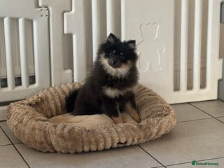 Pomeranian dogs Last kc reg girl available ❤️ - Advert 12