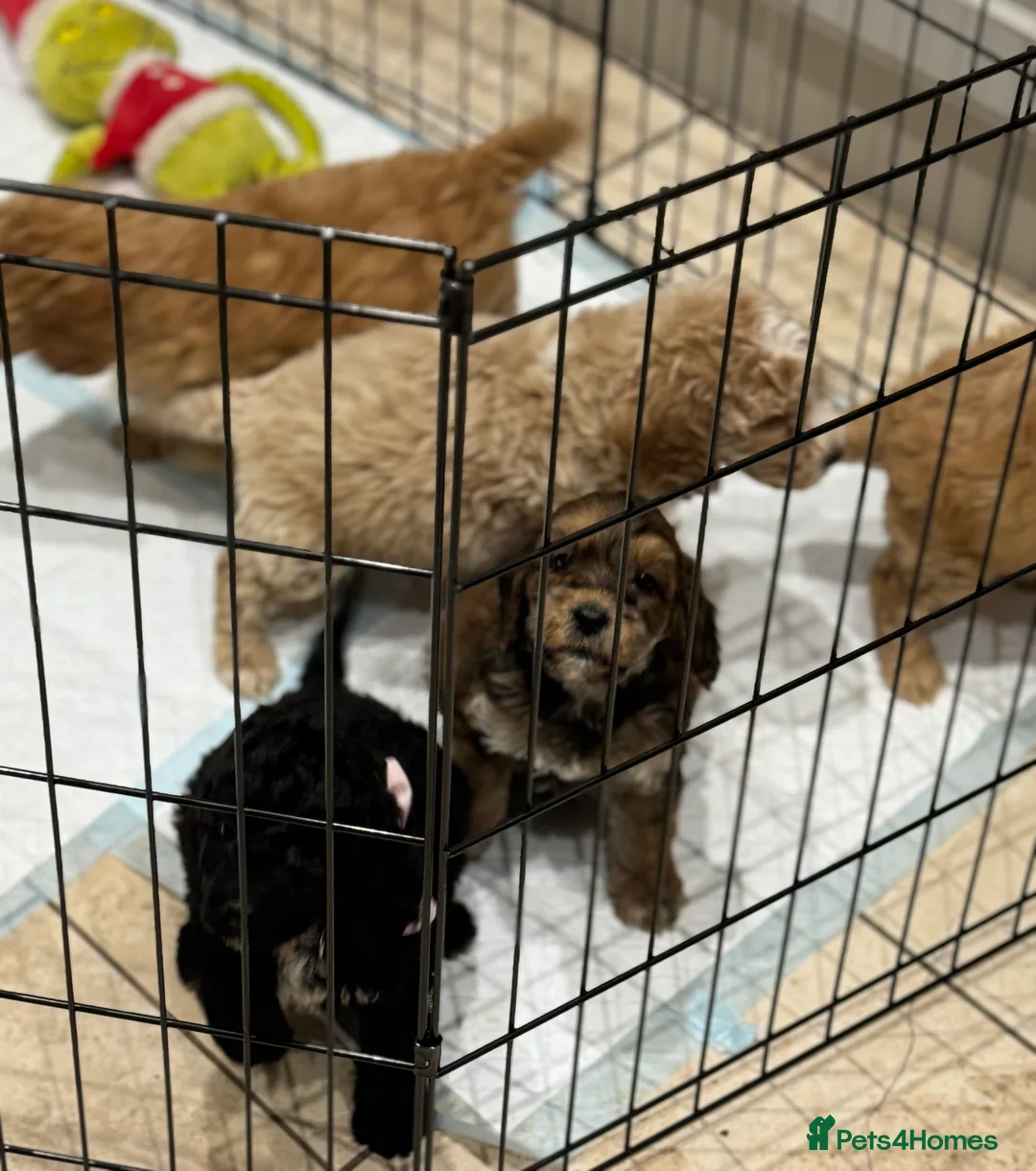 Cockapoo dogs for sale: Ready now!!Beautiful mini cockapoo puppy’s🩷🩵 - Advert 35