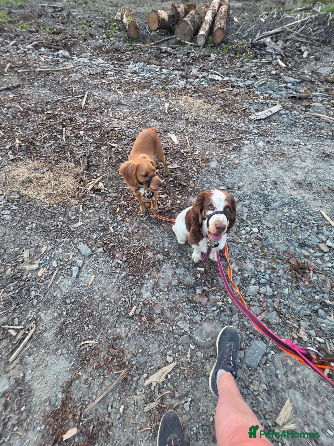 Cocker Spaniel dogs for sale: Cocker Spaniel 1x male and 1 x female - Advert 2