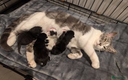 Mixed Breed cats for sale: Soft & Sweet Kittens 🩷💙 - Image 6