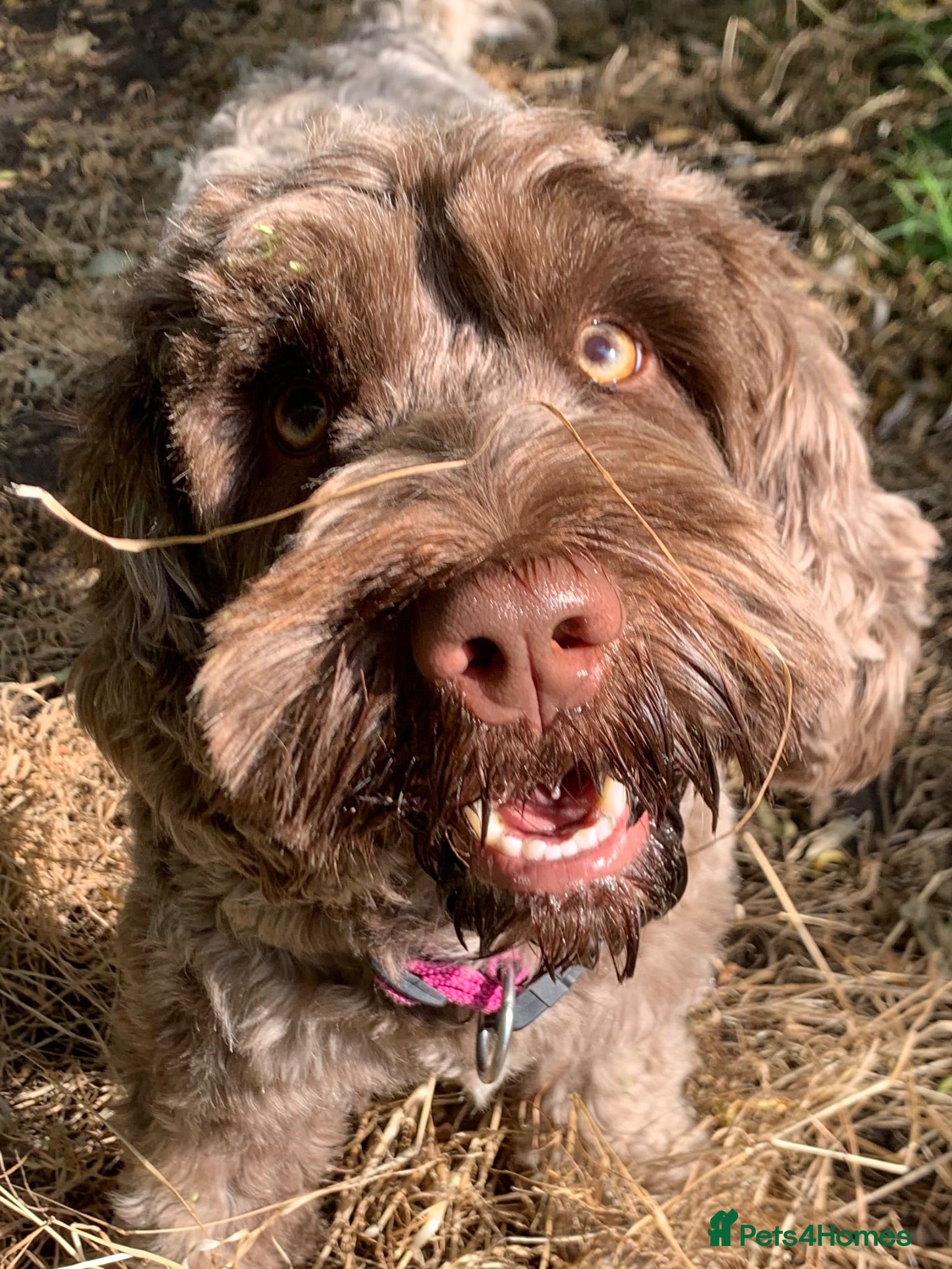 Mixed Breed dogs Adolescent Female Sprockerpoo - 2 yr old  - Advert 2