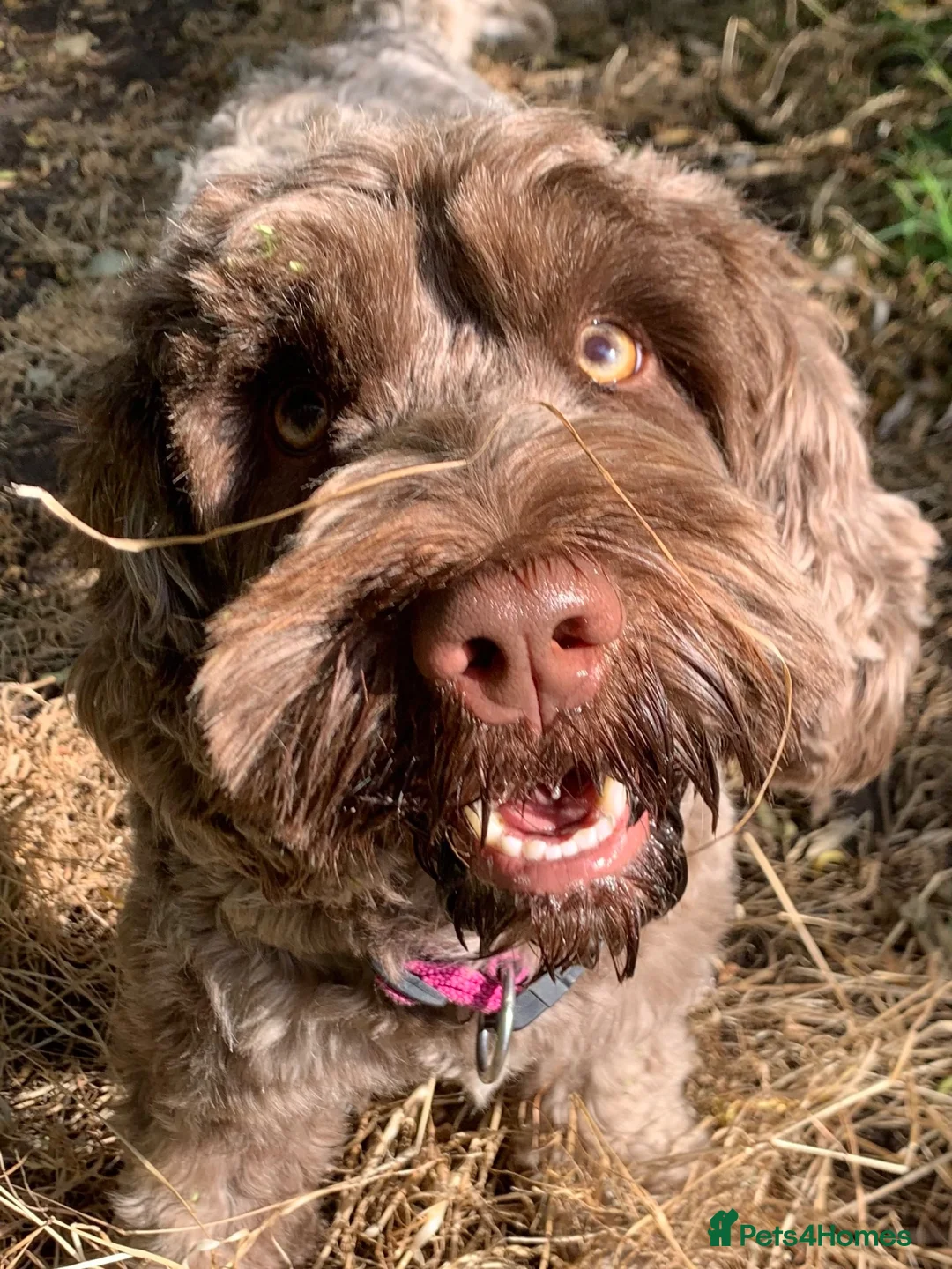 Mixed Breed dogs for sale: Adolescent Female Sprockerpoo - 2 yr old  - Advert 1
