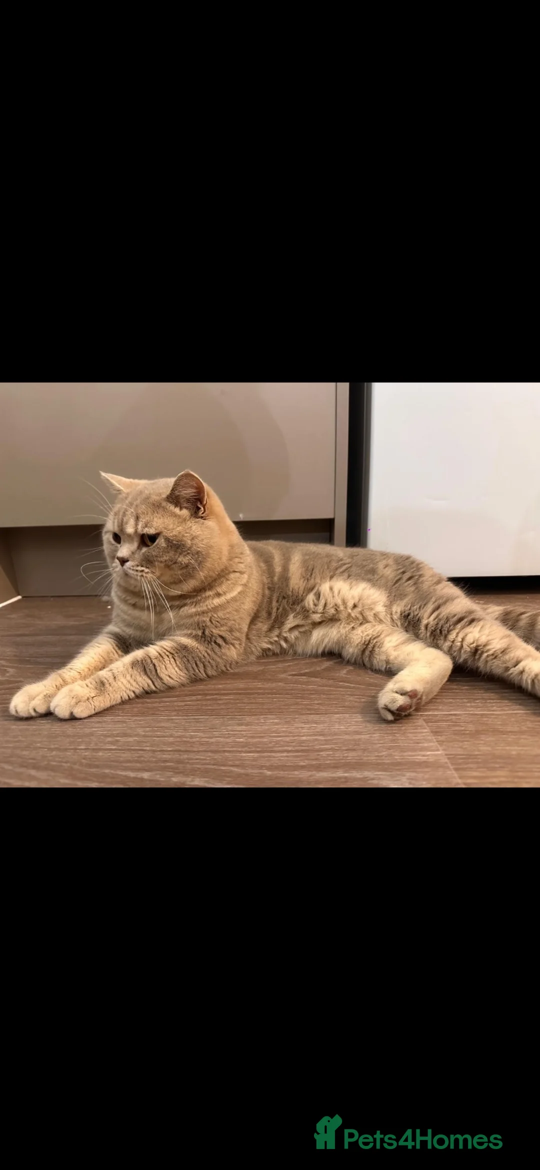 British Shorthair cats for stud: Puffy - Advert 3
