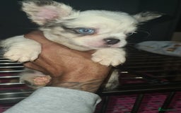 French Bulldog dogs for sale: ✨ Enchanted Frenchie Puppies Ready Now! ✨ - Advert 19