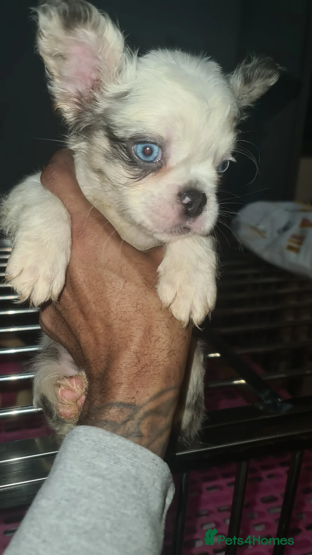 French Bulldog dogs for sale: ✨ Enchanted Frenchie Puppies Ready Now! ✨ - Advert 23