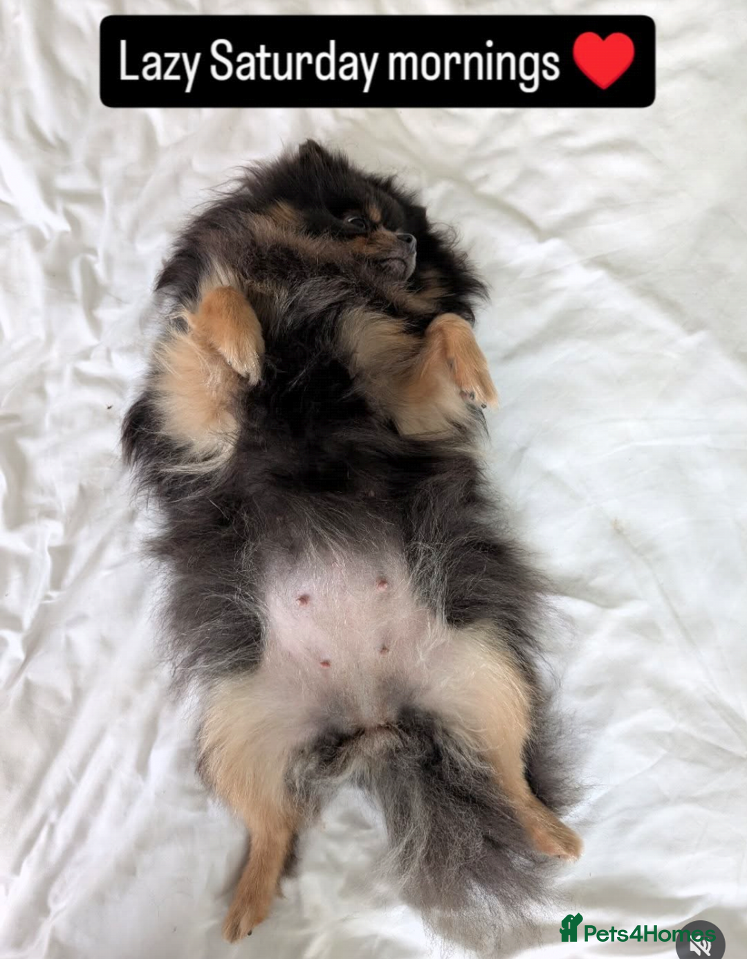 Pomeranian dogs for sale: Quality Pomeranian puppies - Advert 10