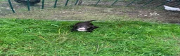 Cocker Spaniel dogs for sale: KC reg cocker spaniels ready now!!! - Advert 10