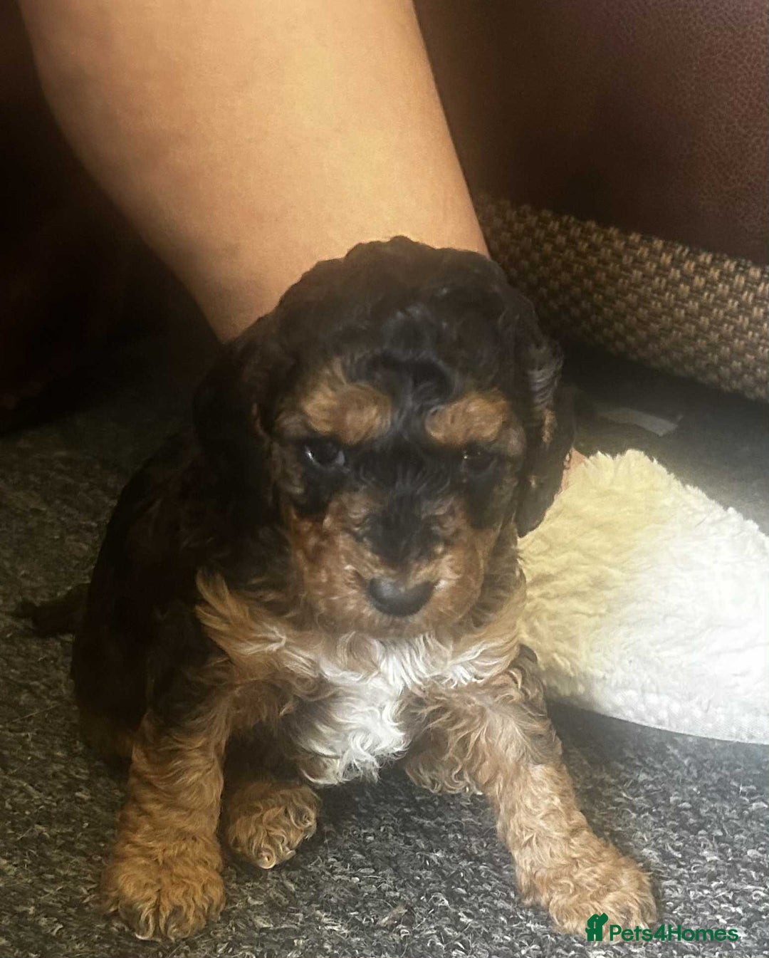Cockapoo dogs for sale:  Show Quality F2b Cockapoo Pups        - Advert 5