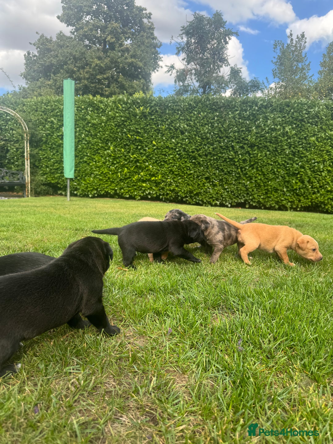 Mixed Breed dogs for sale: Puppies  - Image 4