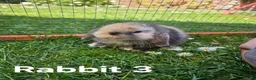 Mini Lop rabbits for sale: 🐰 Adorable Mini Lop Baby Rabbits Ready Soon 🐰 in Harwich - Advert 10