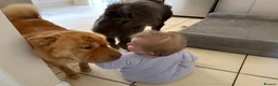 Shar Pei dogs for sale: Beautiful Bearcoat Shar Pei Female (5 yr old) - Advert 19