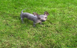 Mexican Hairless dogs for sale: Mexican hairless mini puppies for sale  in Wickford - Image 7