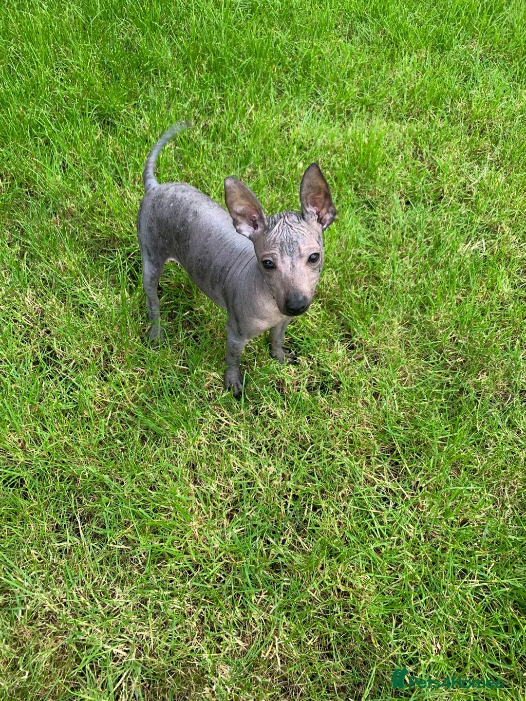 Mexican Hairless dogs for sale: Mexican hairless mini puppies for sale  in Wickford - Image 7