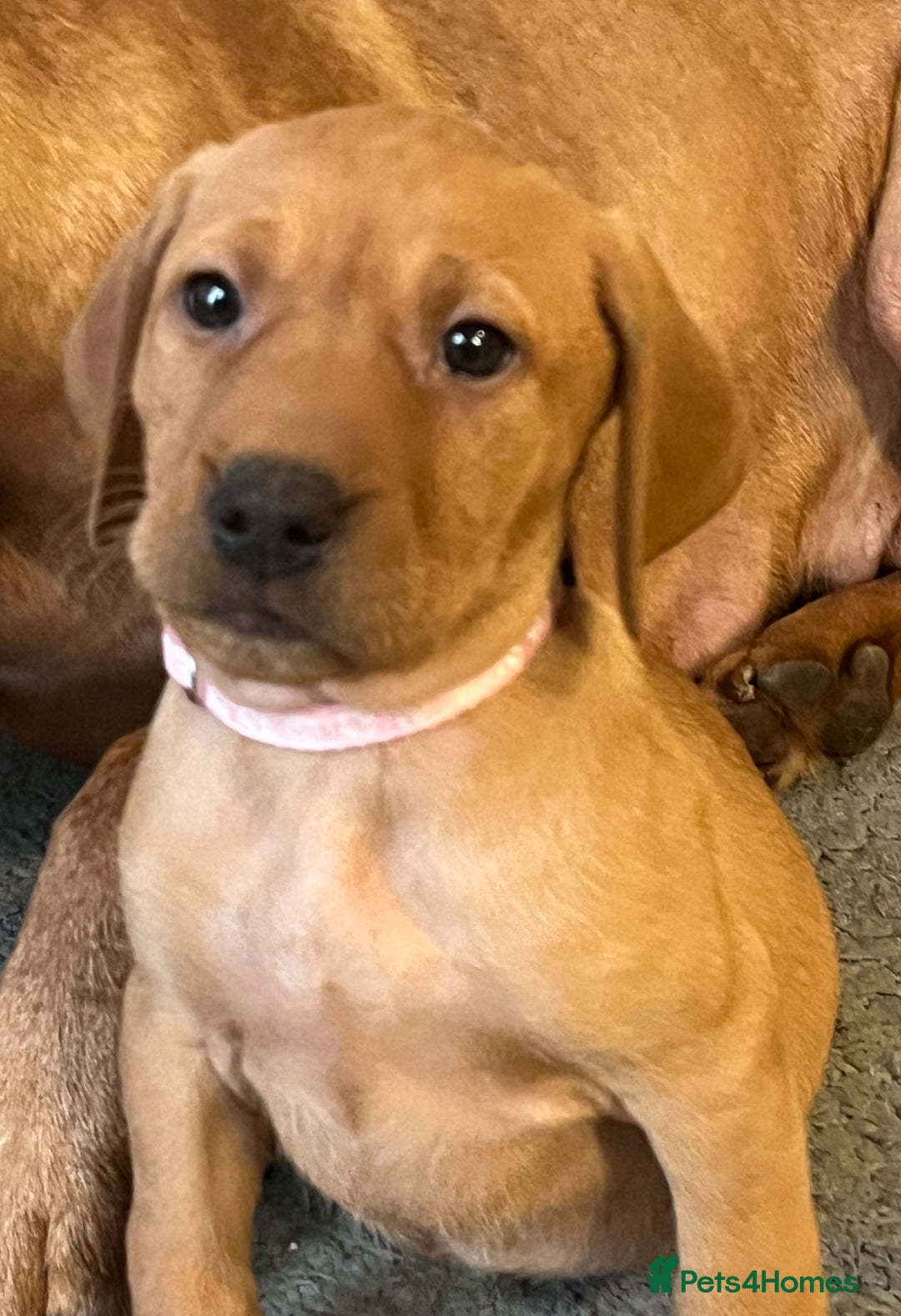 Mixed Breed dogs for sale: HUNGARIAN VIZSLA x FOX RED LABRADOR  - Advert 2