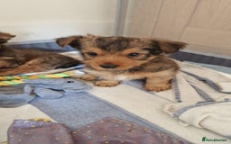 Yorkshire Terrier dogs for sale: 2 Male Yorkshire Terriers  - Image 3