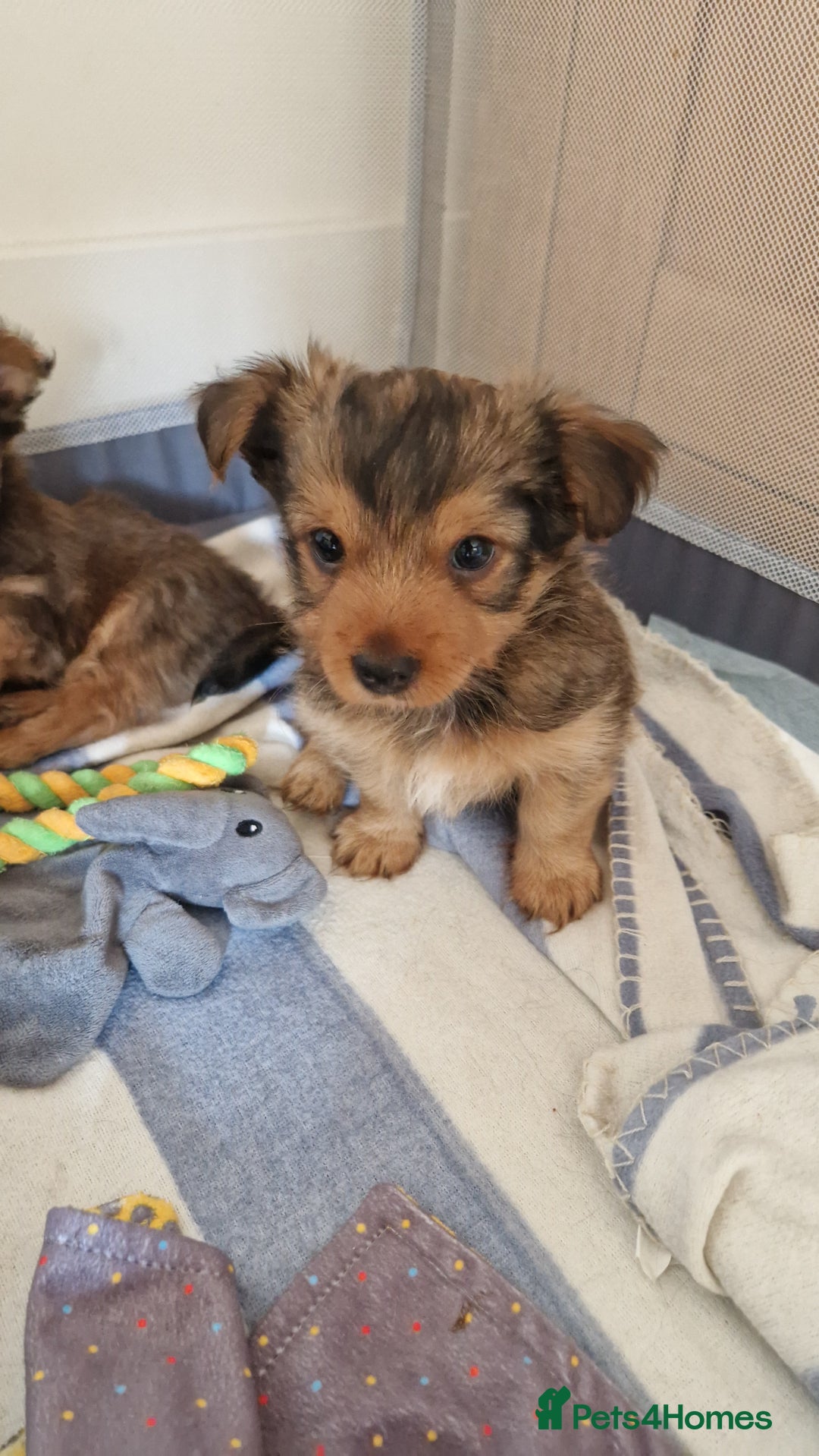 Yorkshire Terrier dogs for sale: 2 Male Yorkshire Terriers  - Image 3