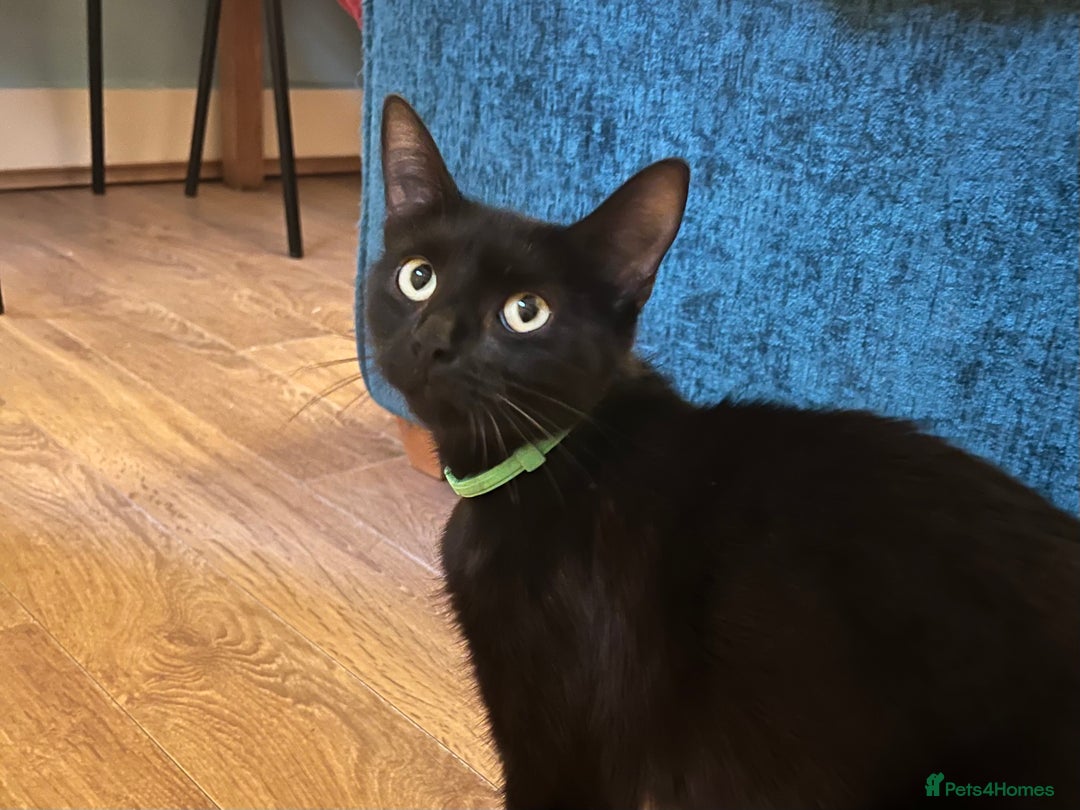 Mixed Breed cats for sale: Loving, Sweet Tempered Kittens - Image 6