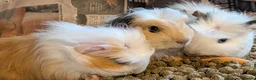 Guinea Pig rodents for sale: 3 x beautiful female baby guinea pigs - Advert 2