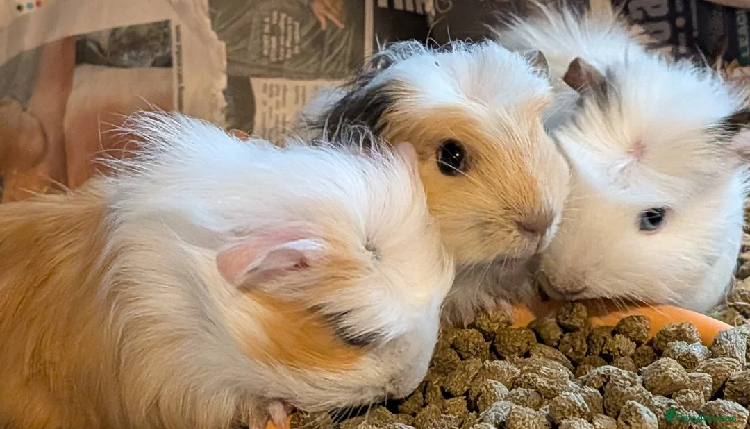 Guinea Pig rodents for sale: 3 x beautiful female baby guinea pigs - Advert 2
