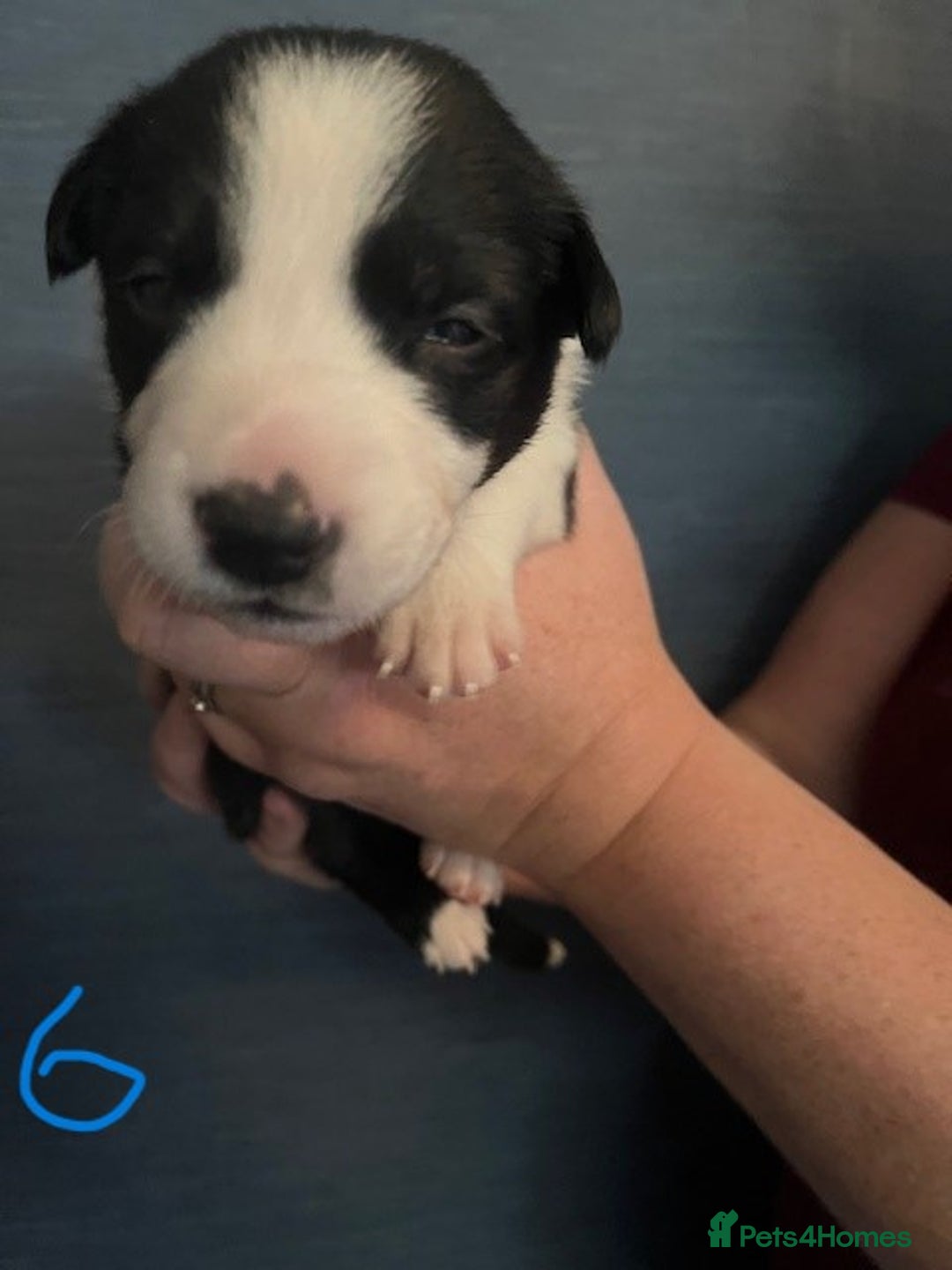 Border Collie dogs for sale: Border Collie Puppies - Image 15