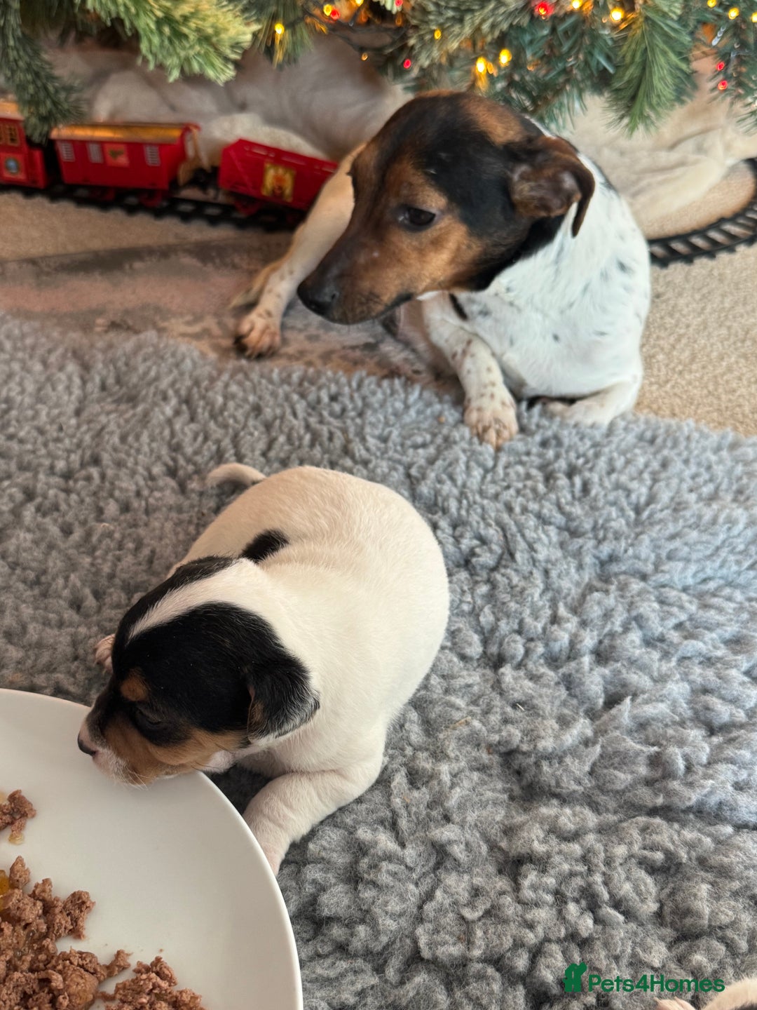 Jack Russell dogs for sale: Jack Russel terriers 3 - Advert 2