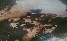 English Springer Spaniel dogs for sale: Kc reg springer spaniel  - Image 8