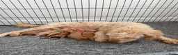 Cockapoo dogs for sale: Beautiful Cockapoo Puppies in Bristol - Advert 30