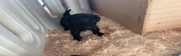 Cavapoo dogs for sale: Little Romeo looking for his Juliet!  - Advert 18