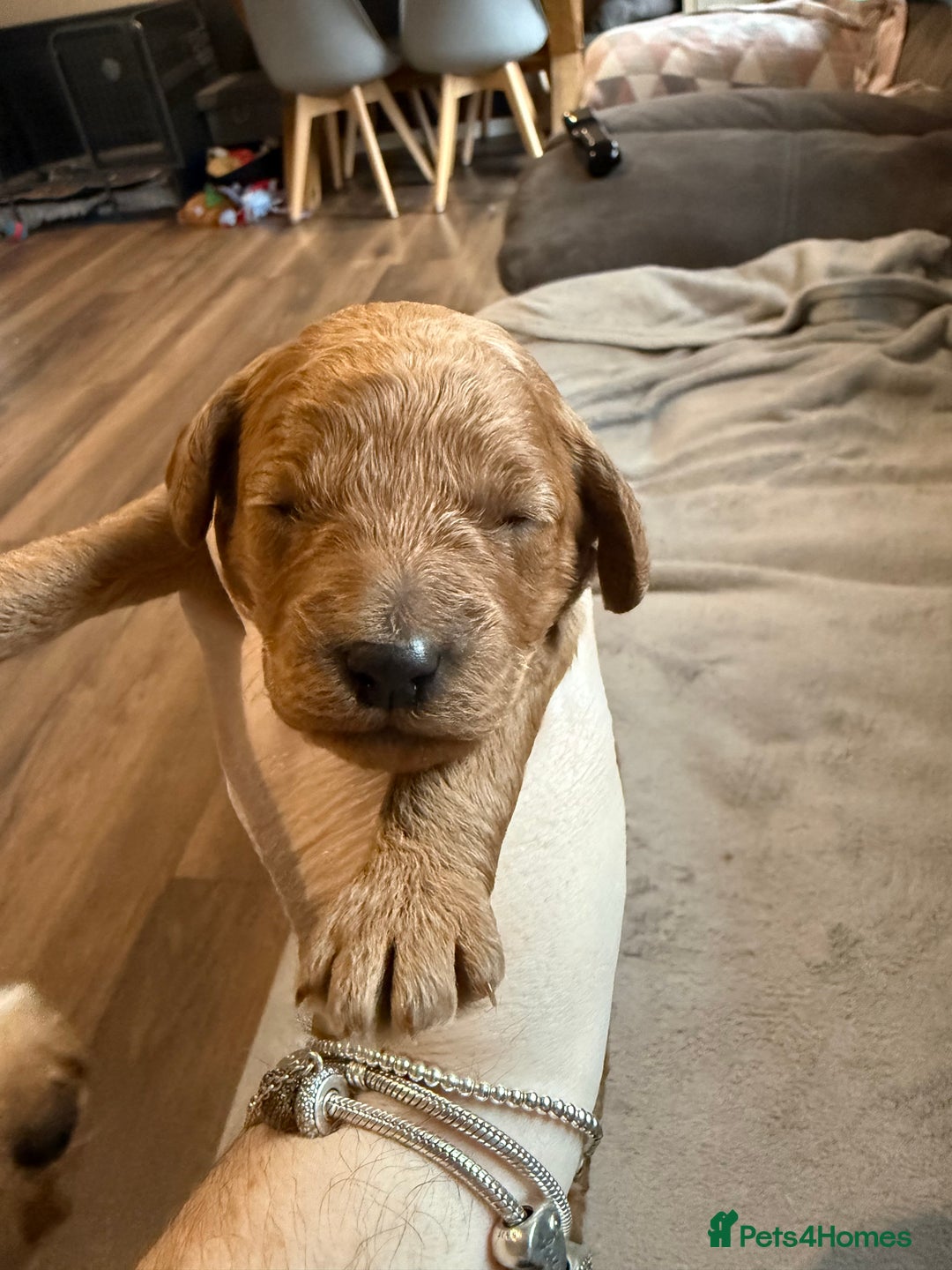 Labradoodle dogs for sale: Beautiful labradoodles  - Advert 12