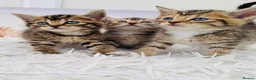 Mixed Breed cats for sale: beautifull kittens ready to go - Advert 1