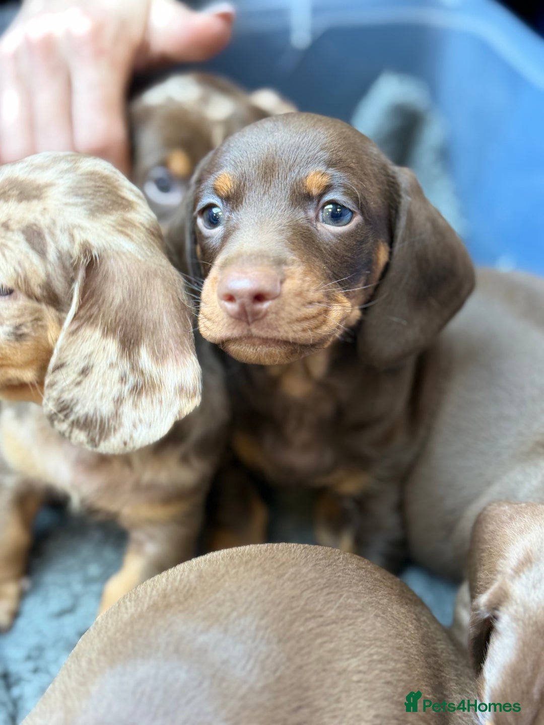 Miniature Dachshund dogs for sale: Mini Dachshunds  - Advert 19