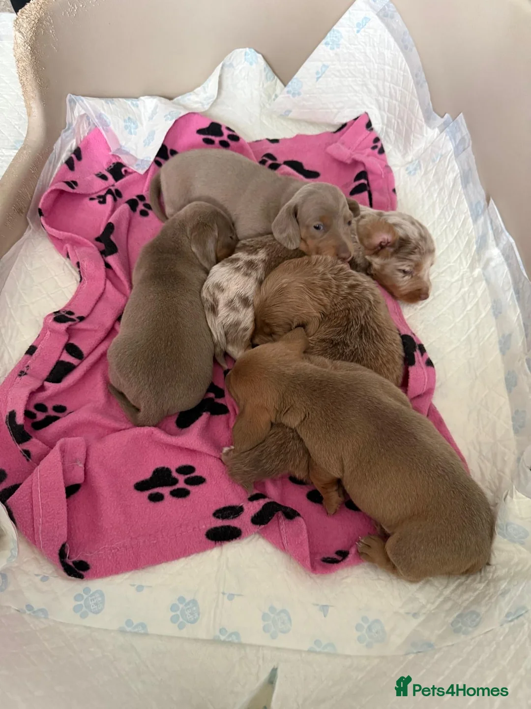 Miniature Dachshund dogs for sale: Miniature Dachshund pups ready for homes in 4 week in Stourbridge - Advert 1