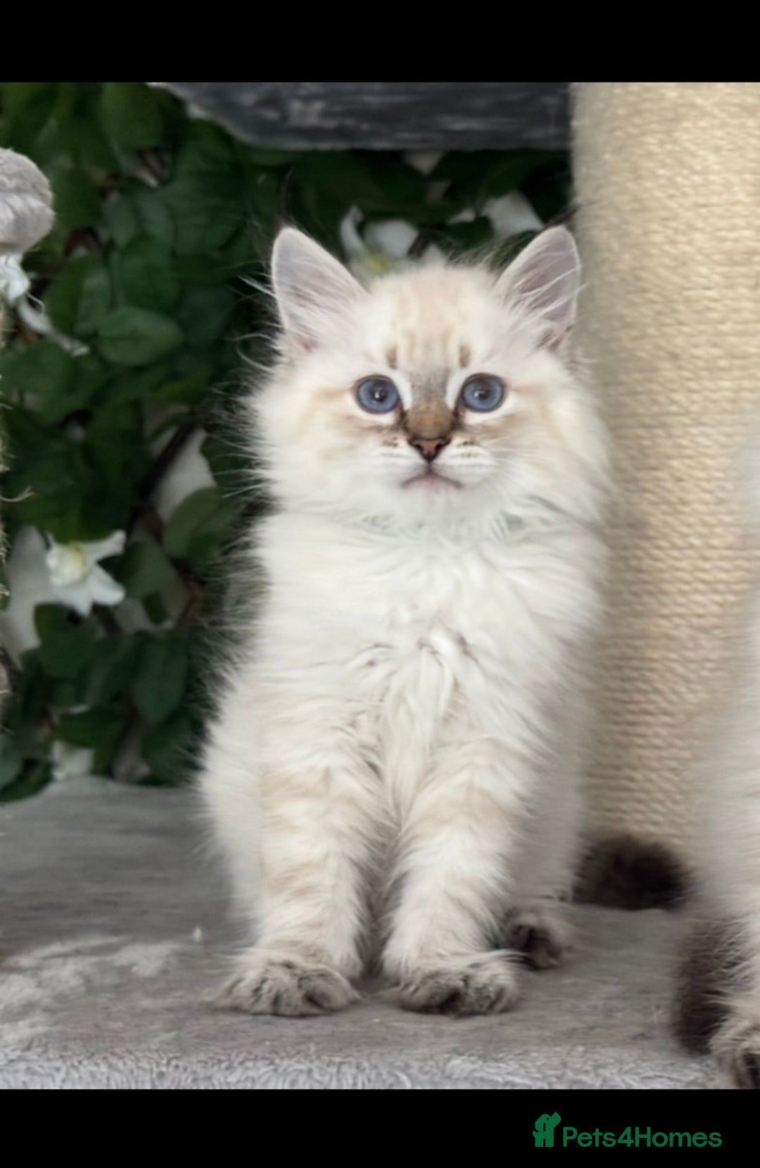 Siberian cats for sale: ✅3 WEEKS OLD BABIES AVAILABLE✅ - Advert 15