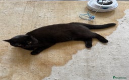 British Shorthair cats for sale: Black chunky boy 🖤🐈‍⬛ - Image 6