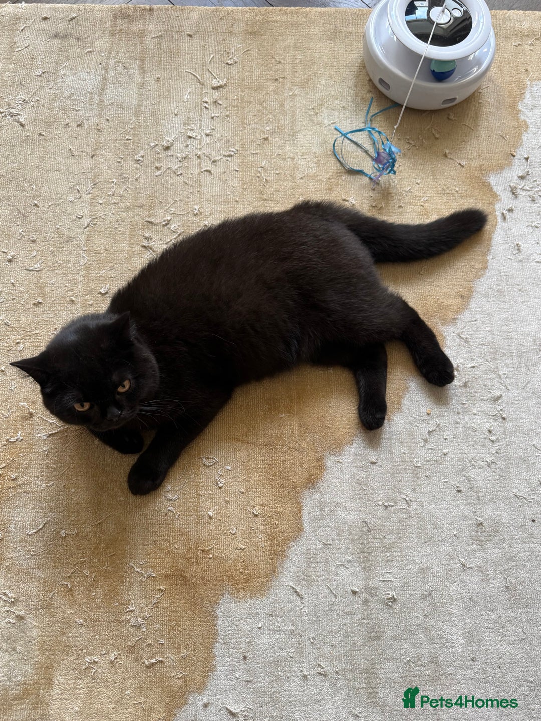 British Shorthair cats for sale: Black chunky boy 🖤🐈‍⬛ - Image 6
