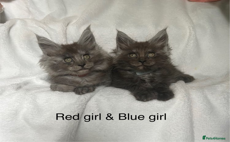 Maine Coon cats - Advert 6