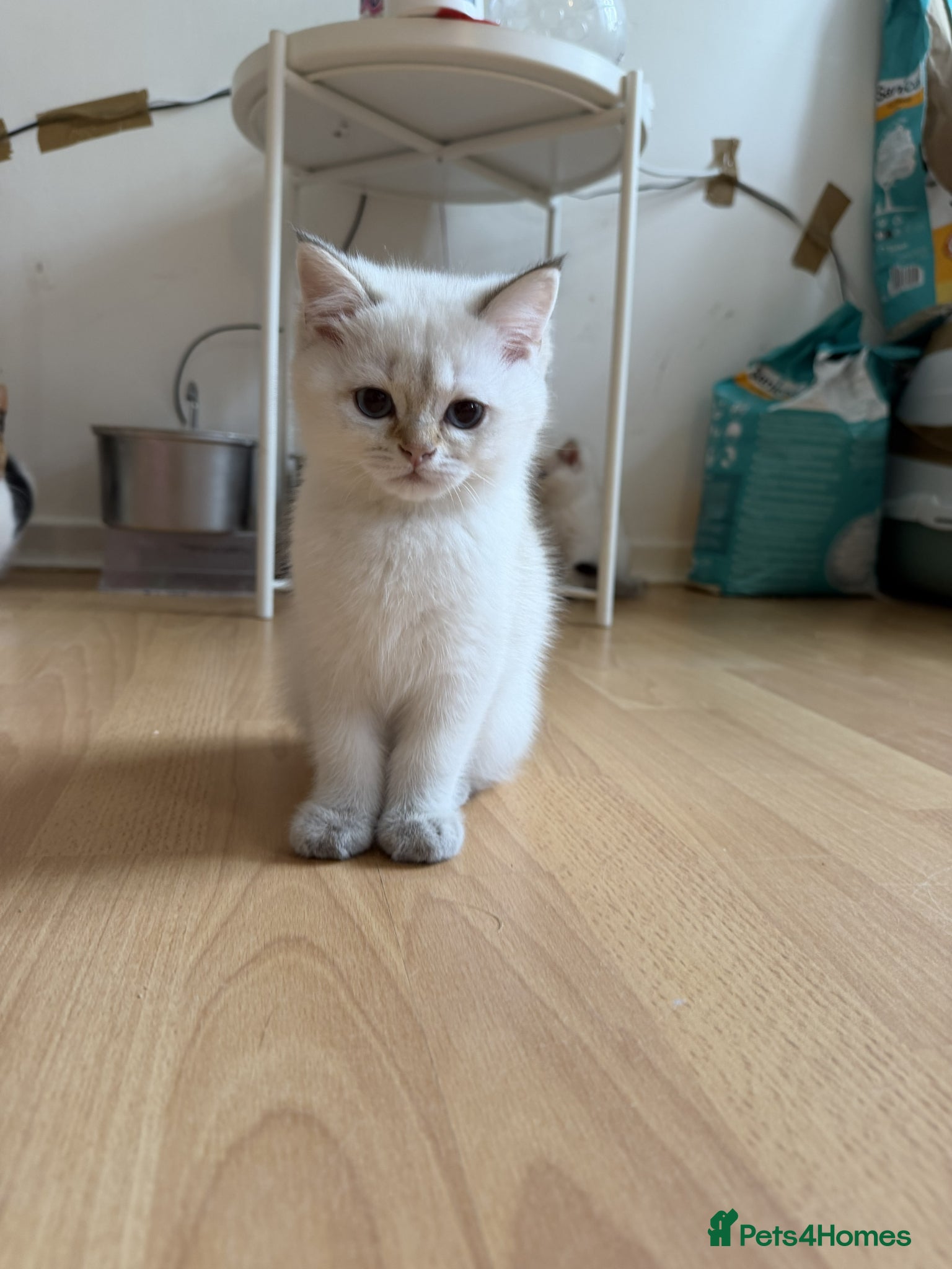 British Shorthair cats for sale: Stunning British shorthair & Longhair kittens - Advert 5